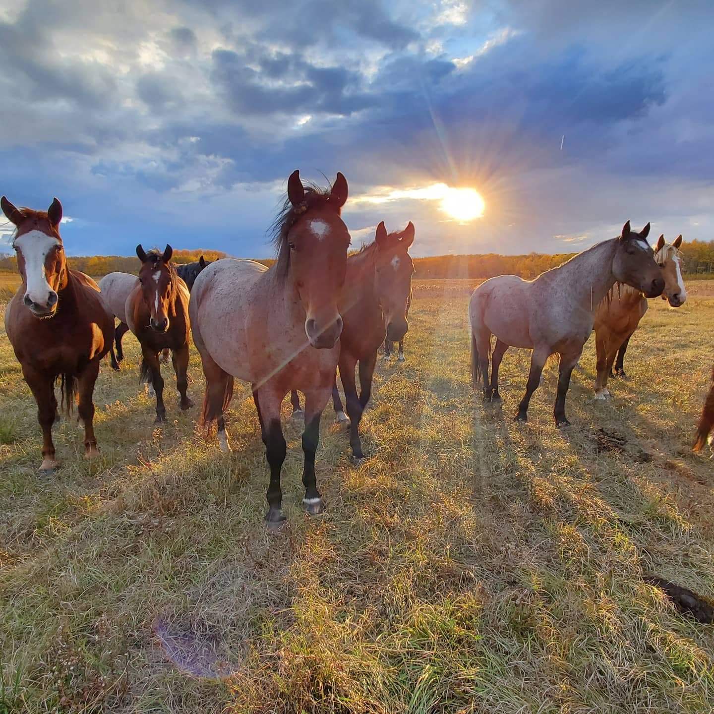 Rodeo Development Canada